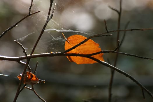 Autumn still life