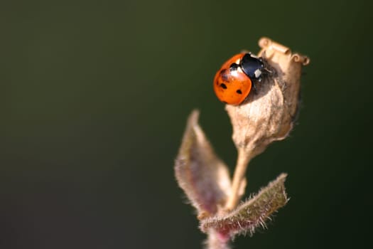 Seven-spot ladybird