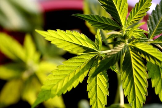 CannaPower