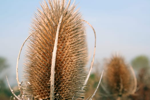 The end of a thistle