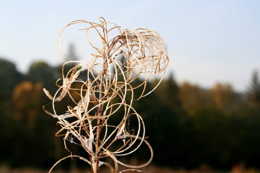 The End of a Thistle 2