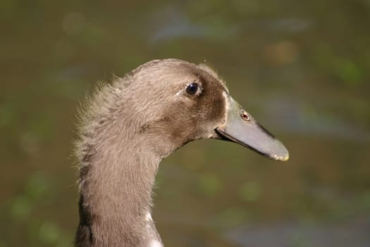 Goose portrait