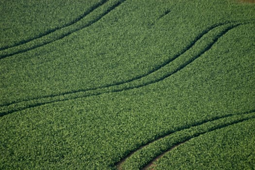 Tracks in the field