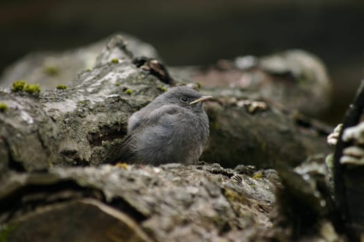 Young redstart waiting to be fed by an adult bird