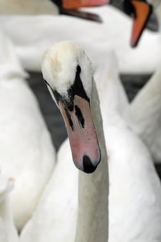 Swans