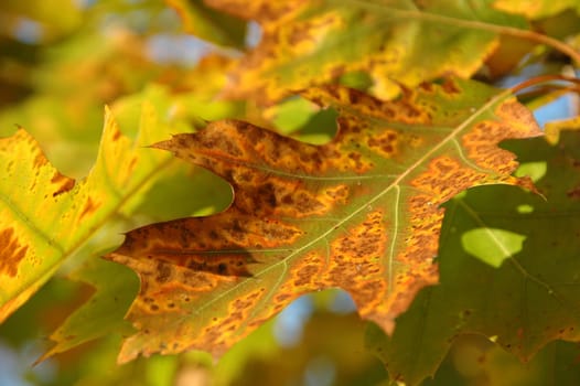 Autumn is coming