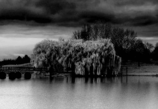 Weeping willows