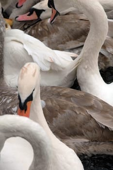 Swans