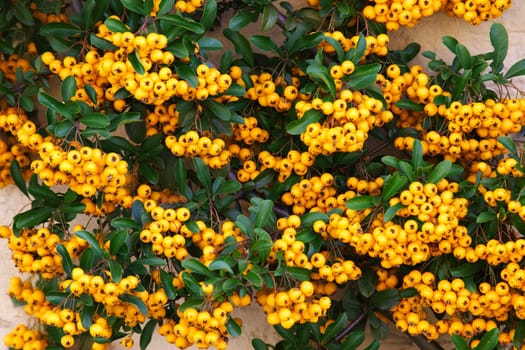 Berries