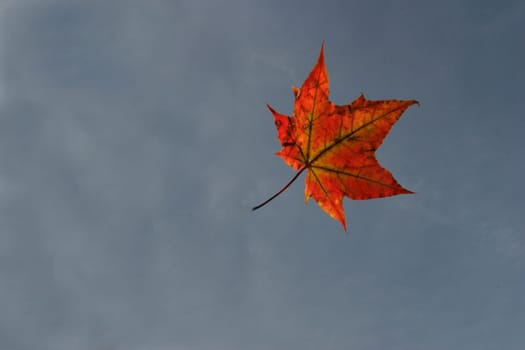 Maple 1