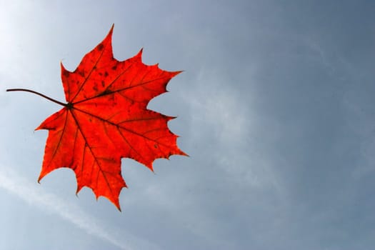 Maple 3