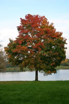Maple