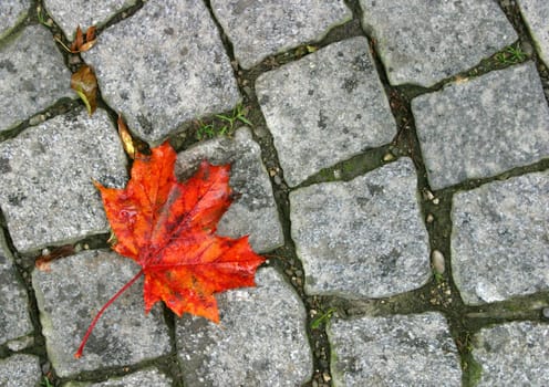 Maple 4