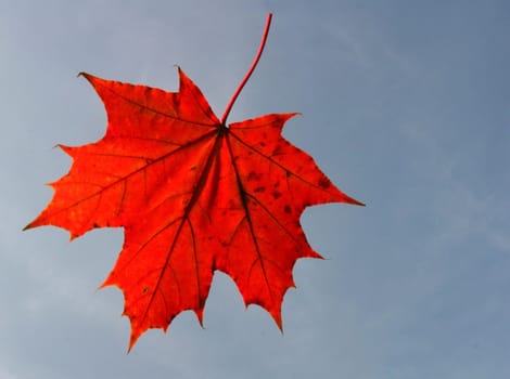 Maple 5