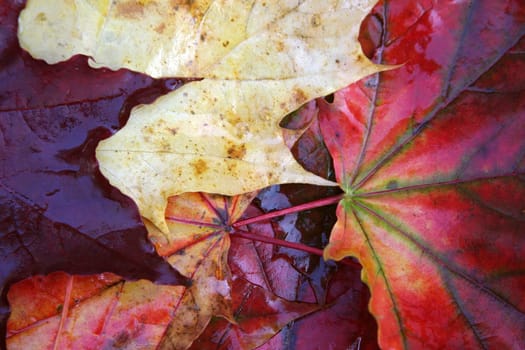 colourful autumn