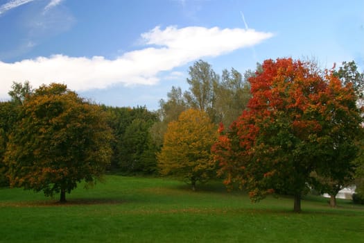 Autumn trees