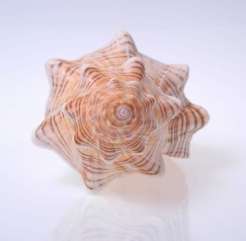 Shell 2