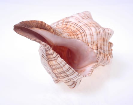 Shell 1