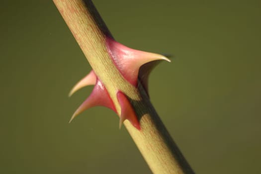 Prickles