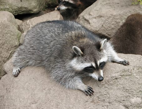 Relaxing raccoon