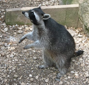 Raccoon begging