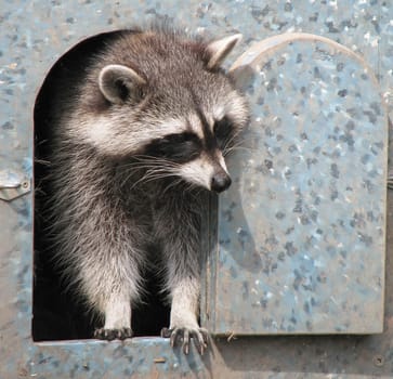 Cuckoo,who's there?