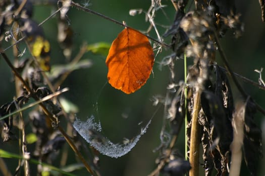 This leaf falls very softly when it falls...