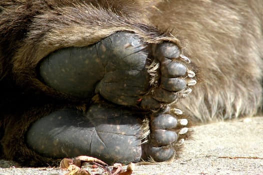 Bear paws
