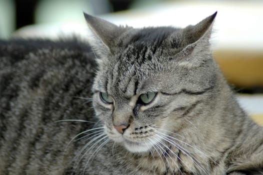 Domestic tiger