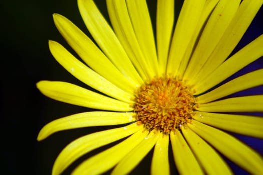 Marguerite