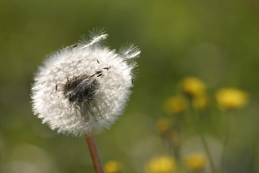 Dandelion