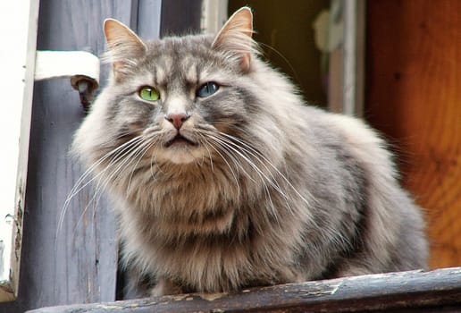 cat eye