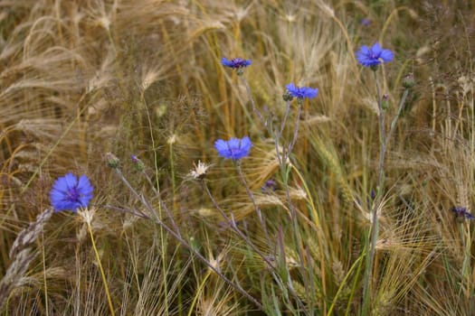 Cornflowers
