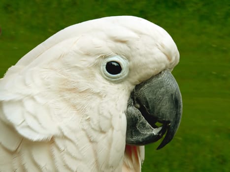 Cockatoo