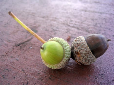 The little brown between the acorns is a curious ant.