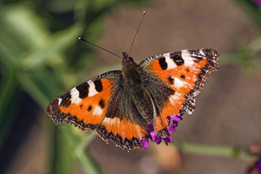 Small tortoiseshell