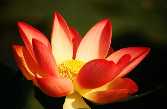 Lotus Blossom