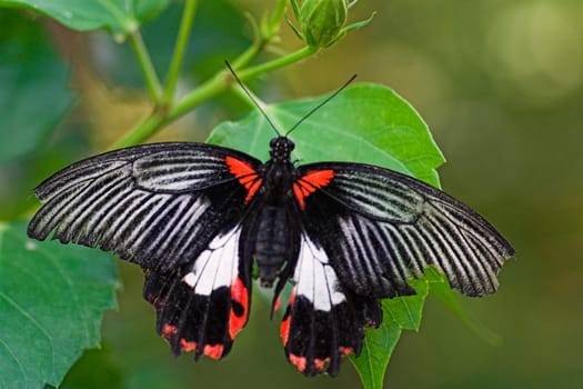 Probably a Papilio memnon,Southeast Asia - but I'm not quite sure.
