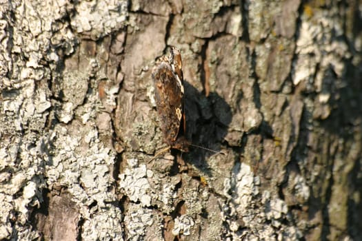Well camouflaged