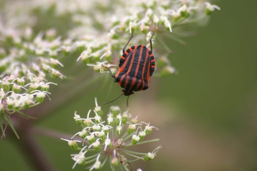 Striped bug (Graphosoma lineatum)