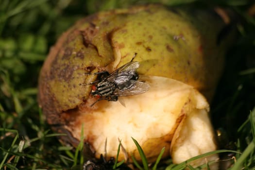 Fly on pear