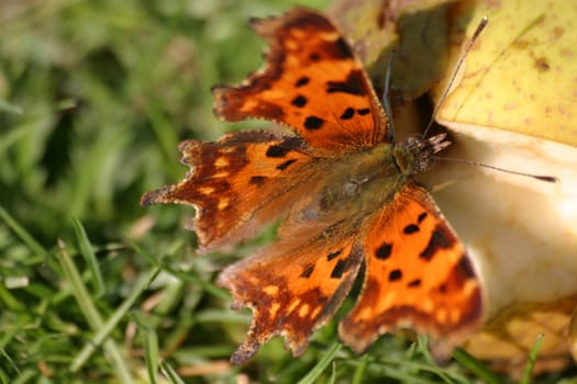 Comma