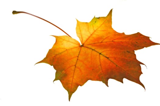 Maple leaf