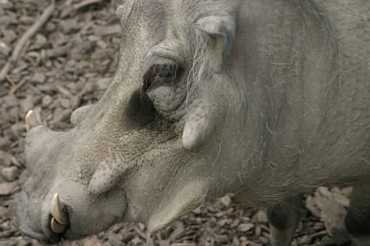 Warthog