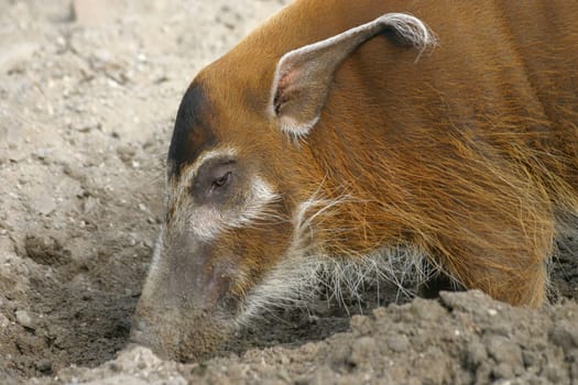 Brush-eared pig