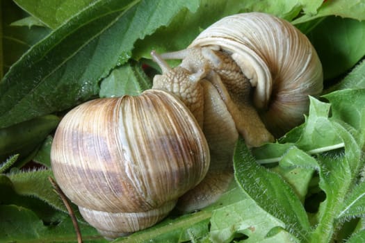 Snail Love