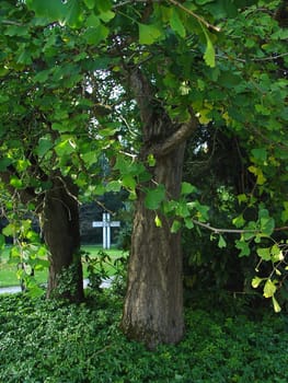 Ginkgo