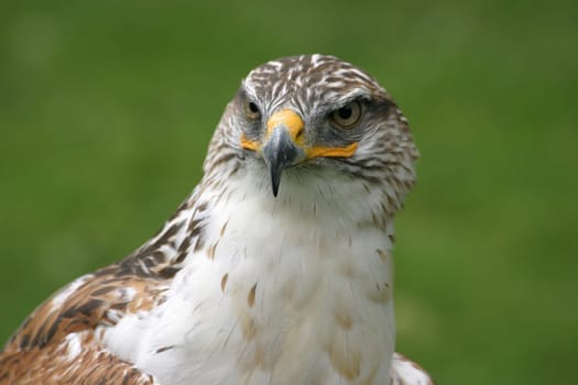 Buzzard Portrait