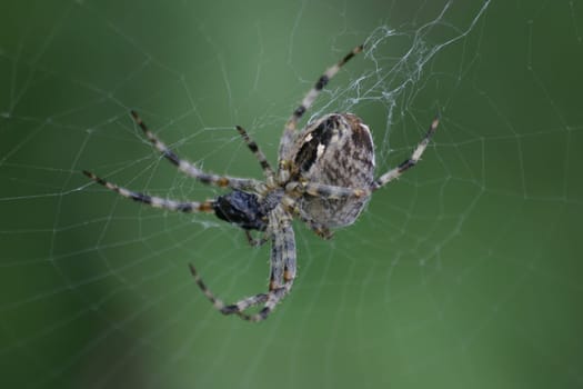Spider with prey