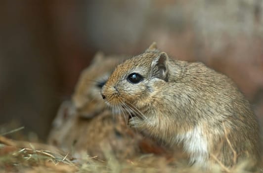 This gerbil in Luisenpark did not look healthy at all (lying on the ground in the background). I think she hit her skull quite a bit. The other three mice took care of the poor little mouse and always stayed in